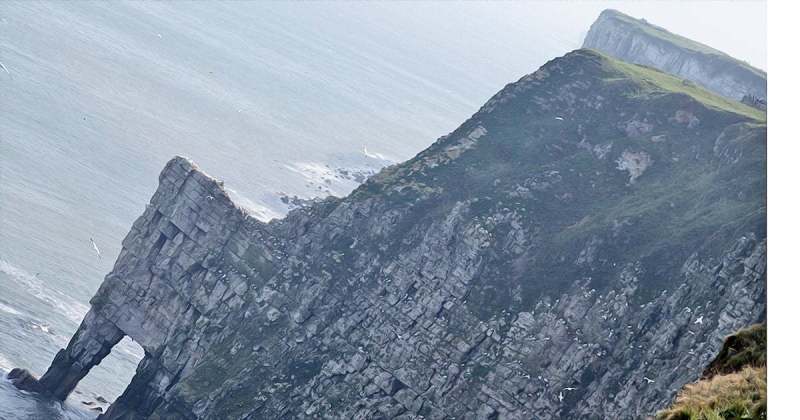RSPB Bempton Cliffs in North Yorkshire 