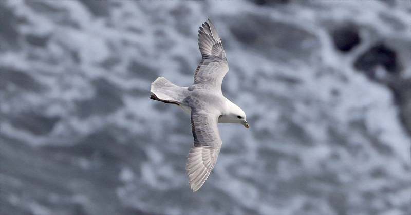 A Fulmar from from Bempton Cliffs in 2022 by Paul Buskin
