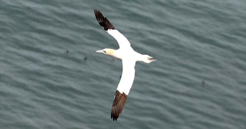 A Gannet from from Bempton Cliffs in 2022 by Paul Buskin
