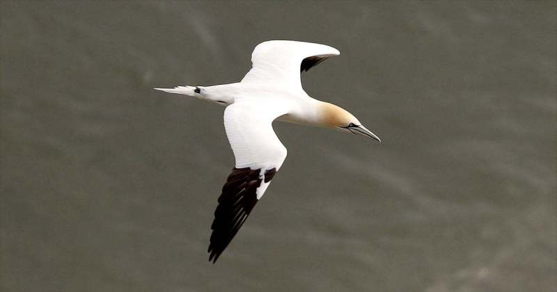 A Gannet from from Bempton Cliffs in 2022 by Paul Buskin