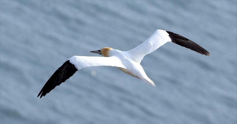 A Gannet from from Bempton Cliffs in 2022 by Paul Buskin