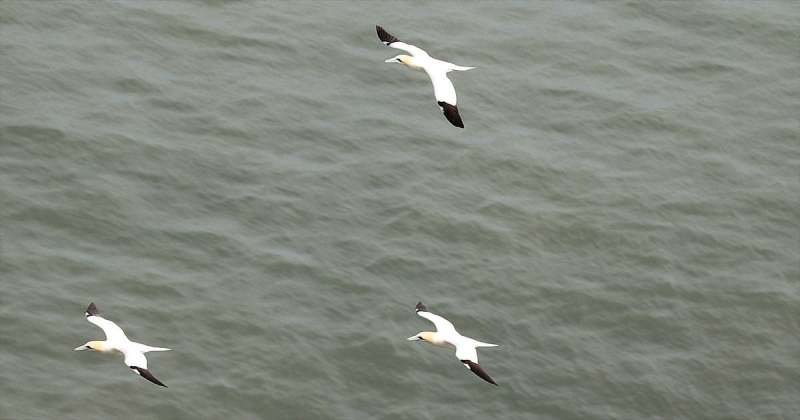 Gannets from from Bempton Cliffs in 2022 by Paul Buskin