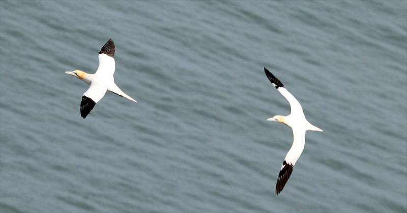 Gannets from from Bempton Cliffs in 2022 by Paul Buskin