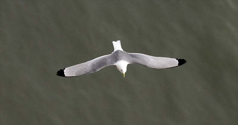 An Adult Kittiwake from Bempton Cliffs in 2022 by Paul Buskin