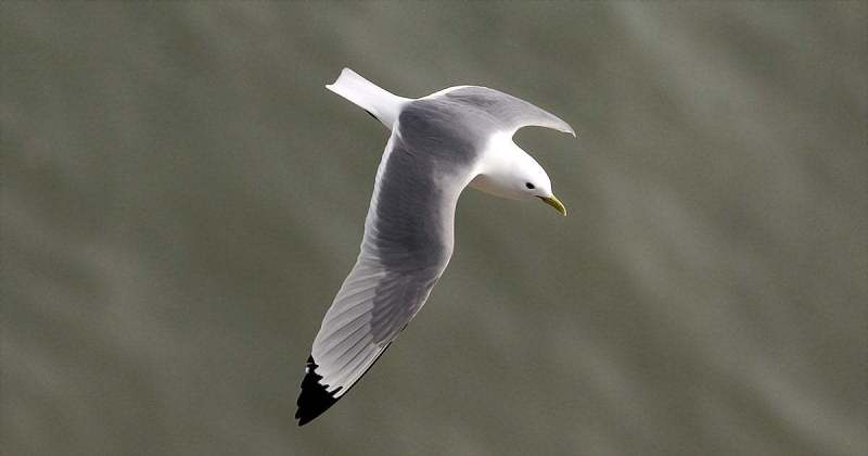 An Adult Kittiwake from Bempton Cliffs in 2022 by Paul Buskin