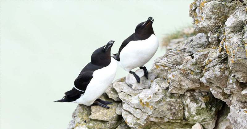 Razorbills from from Bempton Cliffs in 2022 by Paul Buskin