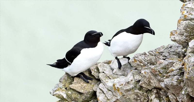Razorbills from from Bempton Cliffs in 2022 by Paul Buskin