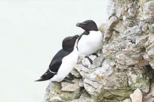 RSPB Bempton Cliffs