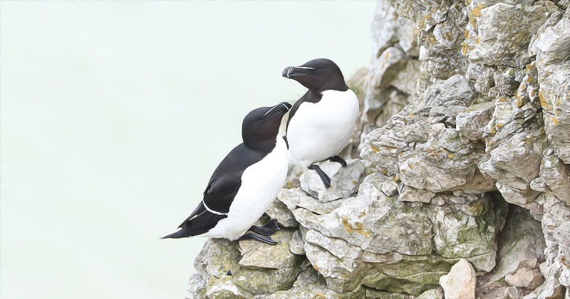 Razorbills from from Bempton Cliffs in 2022 by Paul Buskin