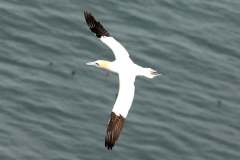 A Gannet from from Bempton Cliffs in 2022 by Paul Buskin