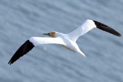 A Gannet from from Bempton Cliffs in 2022 by Paul Buskin