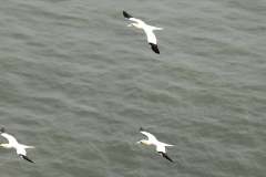 Gannets from from Bempton Cliffs in 2022 by Paul Buskin