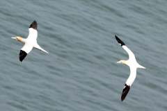 Gannets from from Bempton Cliffs in 2022 by Paul Buskin