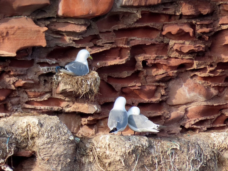 Dunbar Harbour by Fay Stanton