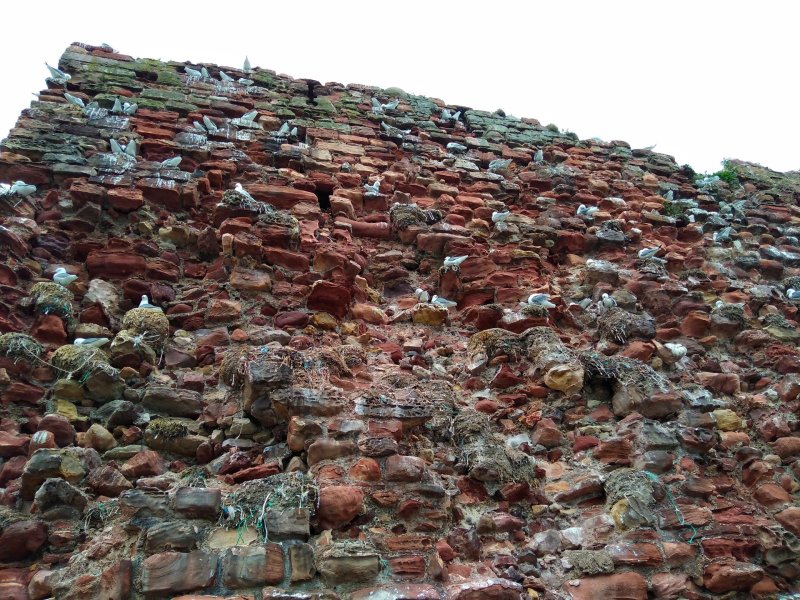 Dunbar Harbour Scotland by Claire Dowling