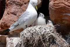 Dunbar Harbour in Scotland by Susan Davies