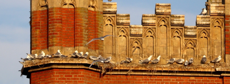 Our Lady Star - Lowestoft  by D Houghton