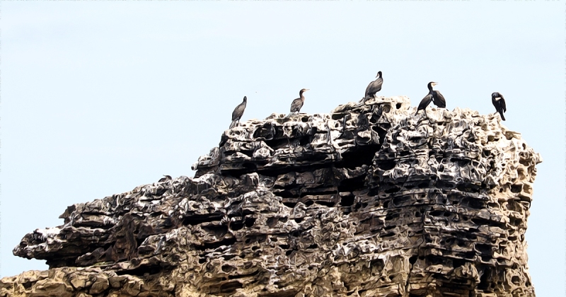 Cormorants on Marsden Rock