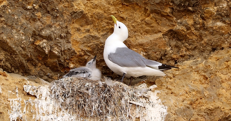 Kittiwakes - Marsden Rock
