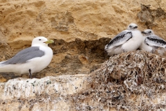 Adult Kittiwake with chicks - Marsden Rock 2022