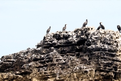 Cormorants on Marsden Rock