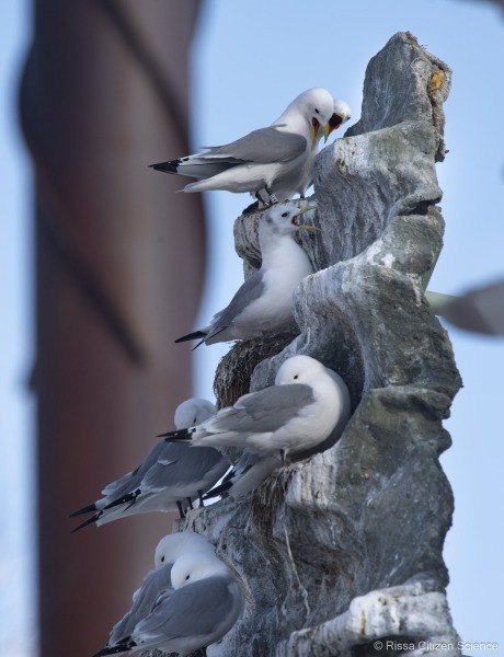 Kittiwakes-From-RISSA-Citizen-Science–Tromso-in-Norway-01