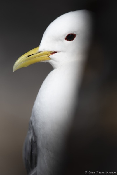Kittiwakes-From-RISSA-Citizen-Science–Tromso-in-Norway-03jpg