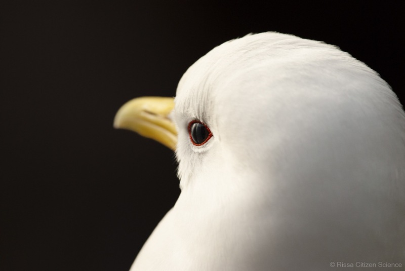 Kittiwakes-From-RISSA-Citizen-Science–Tromso-in-Norway-04