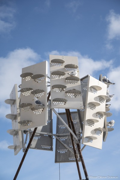 Kittiwakes-From-RISSA-Citizen-Science–Tromso-in-Norway-04jpg