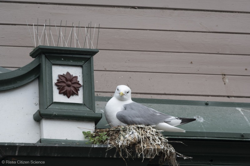 Kittiwakes-From-RISSA-Citizen-Science–Tromso-in-Norway-16