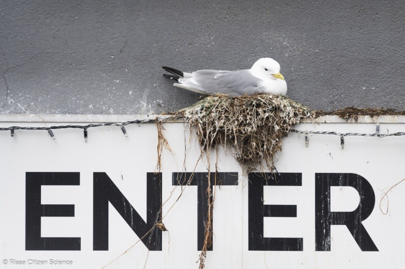 Kittiwakes-From-RISSA-Citizen-Science–Tromso-in-Norway-17