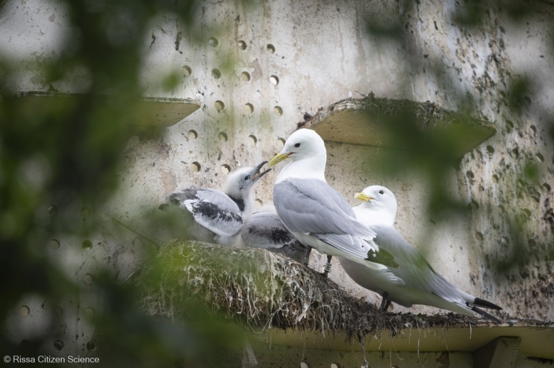 Kittiwakes-From-RISSA-Citizen-Science–Tromso-in-Norway-18