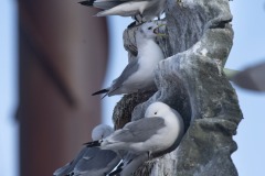 Kittiwakes-From-RISSA-Citizen-Science–Tromso-in-Norway-01