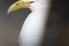Kittiwakes-From-RISSA-Citizen-Science–Tromso-in-Norway-03jpg