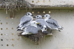 Kittiwakes-From-RISSA-Citizen-Science–Tromso-in-Norway-08