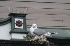 Kittiwakes-From-RISSA-Citizen-Science–Tromso-in-Norway-16