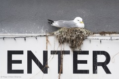 Kittiwakes-From-RISSA-Citizen-Science–Tromso-in-Norway-17