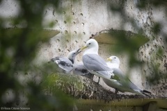 Kittiwakes-From-RISSA-Citizen-Science–Tromso-in-Norway-18
