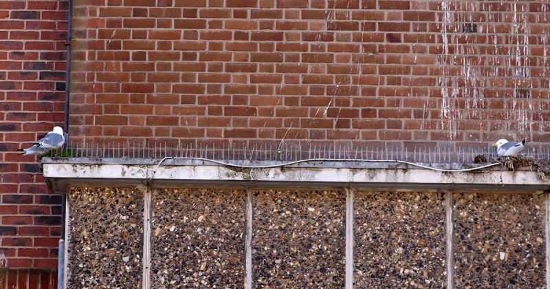 Brunswick Shopping Centre -  Scarborough - 2023 - Anti-bird- spikes