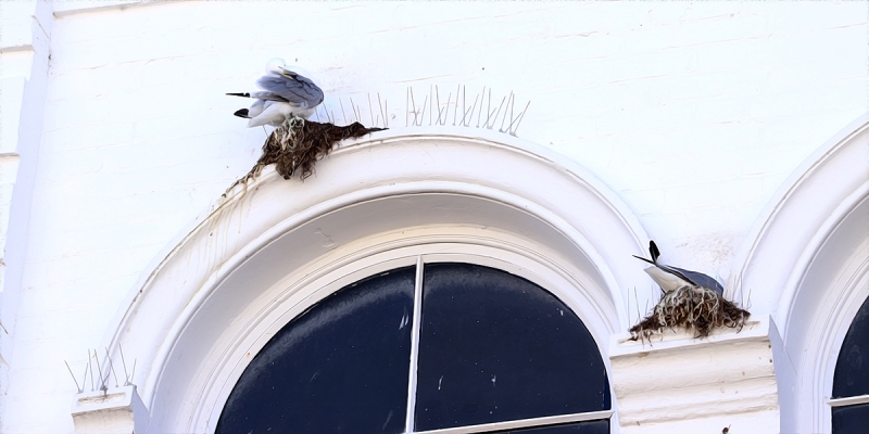 Kittiwakes nesting in Scarborough Town Centre by Paul Buskin