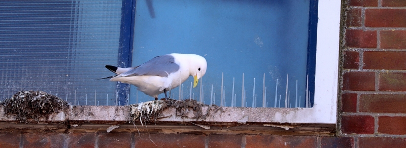 Brunswick Shopping Centre - Scarborough - 2023 - anti-bird- spikes
