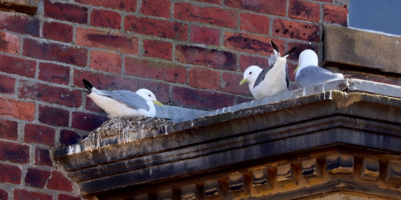 Kittiwakes nesting in Scarborough Town Centre by Paul Buskin