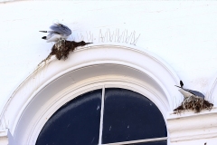 Kittiwakes nesting in Scarborough Town Centre by Paul Buskin