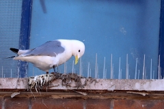Brunswick Shopping Centre - Scarborough - 2023 - anti-bird- spikes