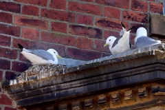 Kittiwakes nesting in Scarborough Town Centre by Paul Buskin