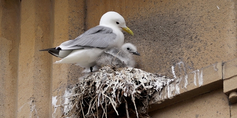 A Kittiwake nesting on the Guildhall on Newcastle Quayside