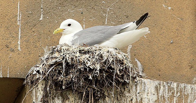 A Kittiwake nesting on the Guildhall on Newcastle Quayside
