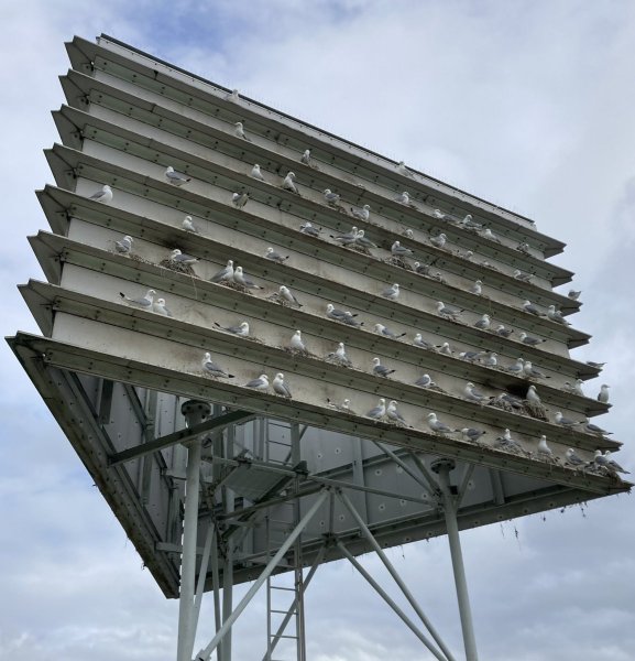 Kittiwakes nesting on the Saltmeadows Tower in Gateshead by Andy Rickeard  