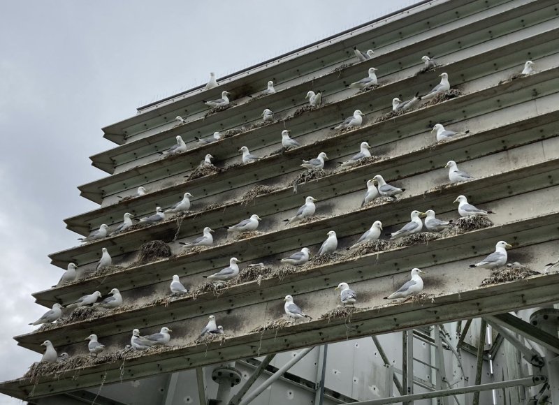 Kittiwakes nesting on the Saltmeadows Tower in Gateshead by Andy Rickeard  
