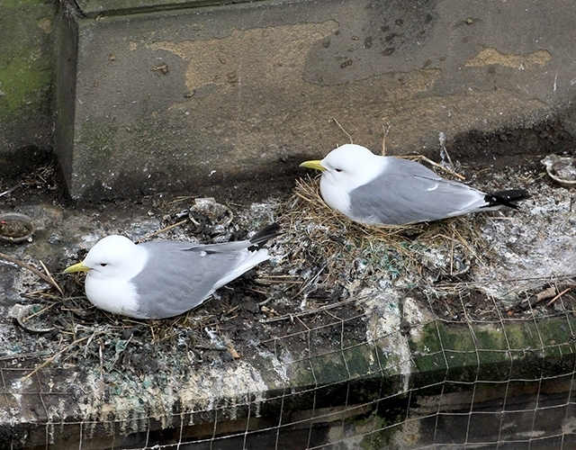 Kittiwakes nesting on Phoenix House on Newcastle Quayside